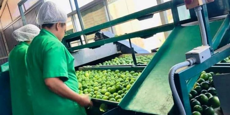 Sector productivo dará voto de confianza a José Luís Cruz Lucatero