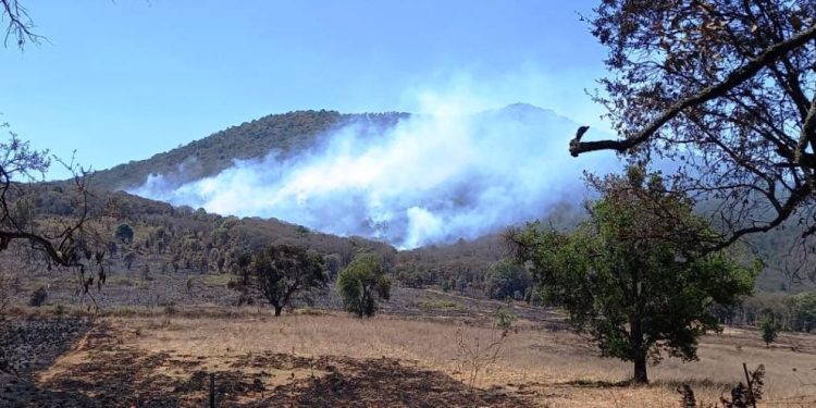 Combaten por tierra y aire reactivación de incendio forestal en cerro del Águila