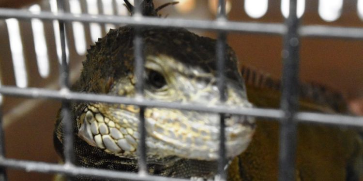 Detiene FGE a mujer, presunta responsable de maltrato animal