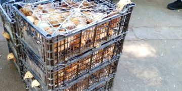 Sigue estas medidas para prevenir la gripe aviar si tienes granjas de traspatio