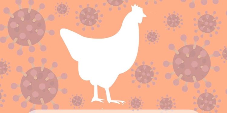 Michoacán, sin casos de gripe aviar en humanos: SSM