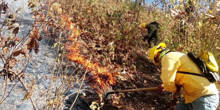 Atienden brigadas nuevo incendio forestal en cerro del Quinceo