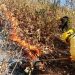 Atienden brigadas nuevo incendio forestal en cerro del Quinceo