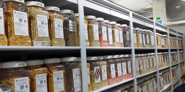 Esta iniciativa busca para proteger maíces nativos del cambio climático