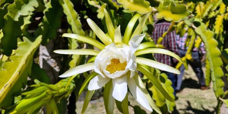 Se preparan productores de pitahaya para exportar