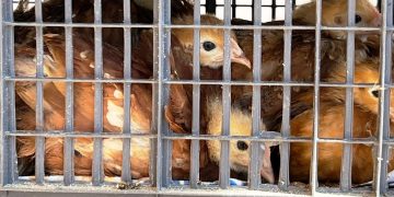 Informa Sader a ediles sobre cuidados para movilizar aves en sus territorios