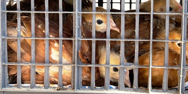 Informa Sader a ediles sobre cuidados para movilizar aves en sus territorios