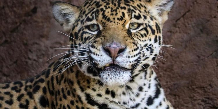Pareja de jaguares llega al Zoo de Morelia con fines reproductivos