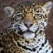 Pareja de jaguares llega al Zoo de Morelia con fines reproductivos