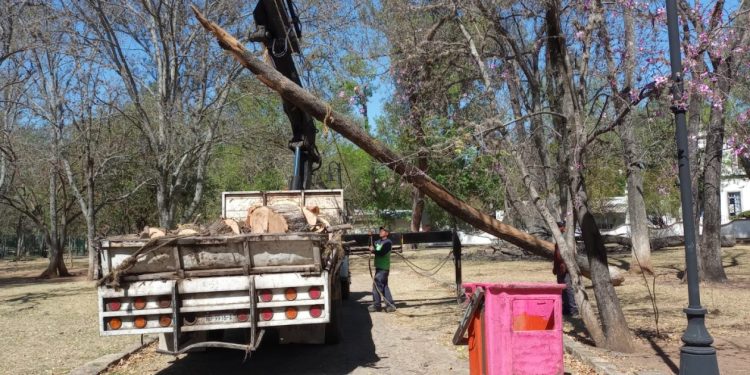 En tareas preventivas, Gobierno Municipal poda árboles secos en Bosque Cuauhtémoc