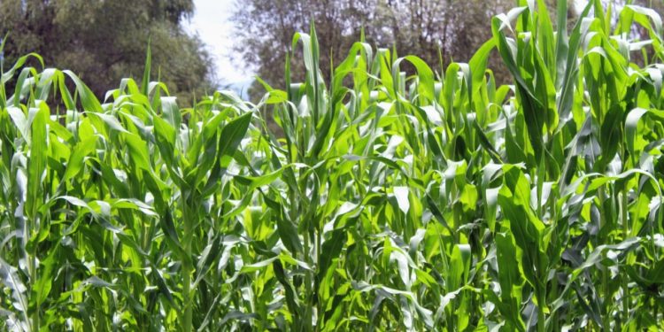 Sader llama a emprender acciones para proteger cultivos ante el calor