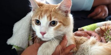 Exitosa, campaña de vacunación antirrábica para perros y gatos en Tarímbaro