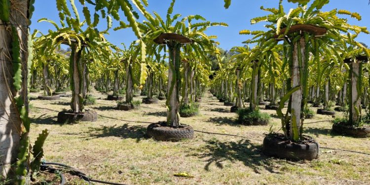 Capacitarán sobre cultivo y mejoramiento de la pitahaya