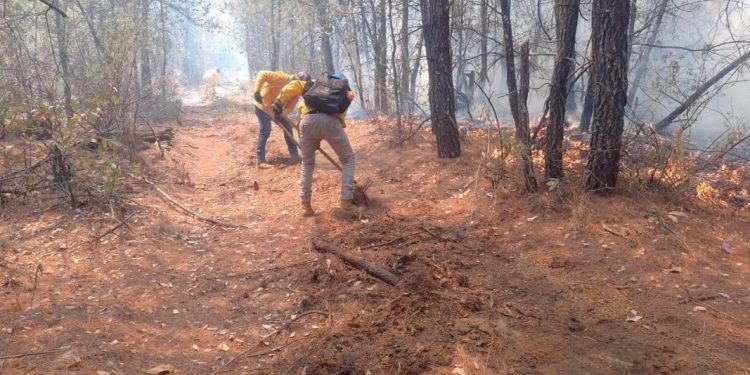 Atienden incendio en Charo; apagan uno en Chinicuila y controlan 2 en Coalcomán y Aguililla
