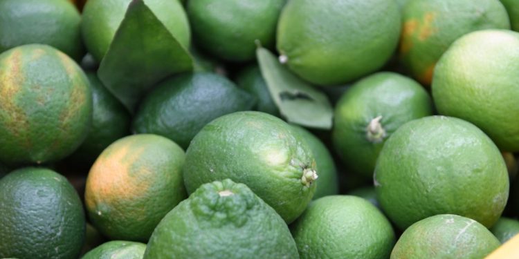 Fortalecen acciones para el cultivo y la trazabilidad del limón michoacano