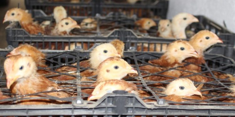 Gobierno de Morelia informa medidas preventivas por Influenza Aviar