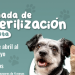 Gobierno de Morelia invita a Jornada de esterilización para mascotas