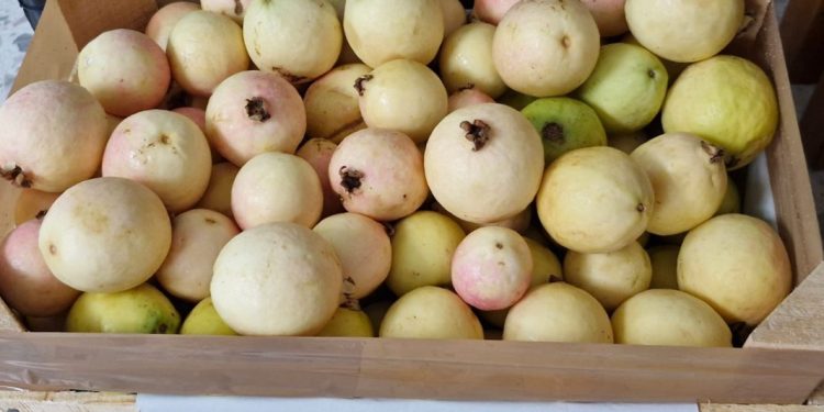 Trabajan productores y autoridades por la trazabilidad del cultivo de guayaba