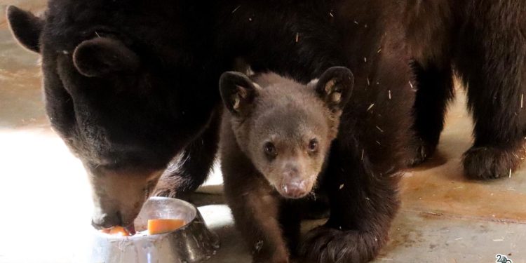 Nace tierna cría de oso negro en el Zoológico de Morelia