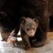 Nace tierna cría de oso negro en el Zoológico de Morelia