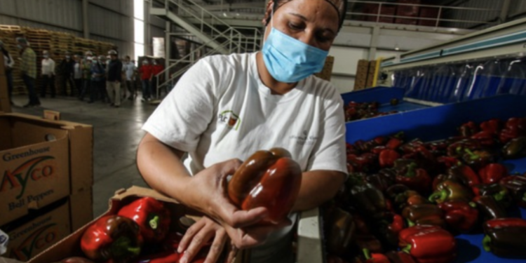 Aumenta 47% superávit de la balanza comercial agroalimentaria de México en primer trimestre del año