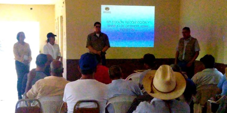 Productores agrícolas y estudiantes aprenden a producir arboles resistentes a altas temperaturas