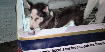 Promueven la denuncia para el maltrato animal en Apatzingán