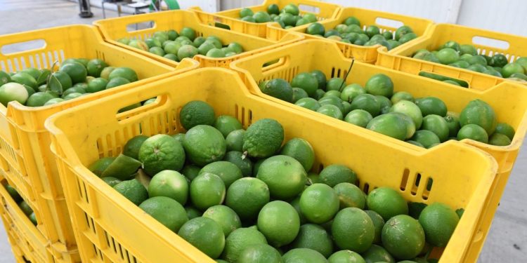 Avanza en Michoacán el Plan de Manejo Agroecológico del Limón
