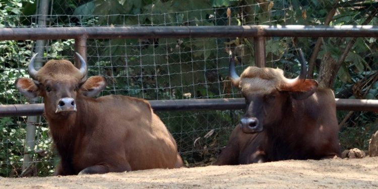 Conoce los impresionantes bisontes de la India que llegan al Zoológico de Morelia