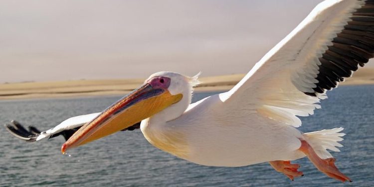 Día Mundial del Medio Ambiente: estas son las 3 migraciones naturales que llegan a Michoacán