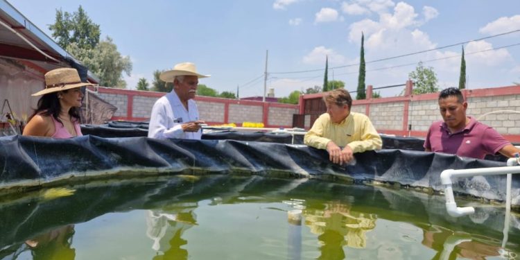 Avanza proyecto acuícola migrante para el rescate del pescado blanco