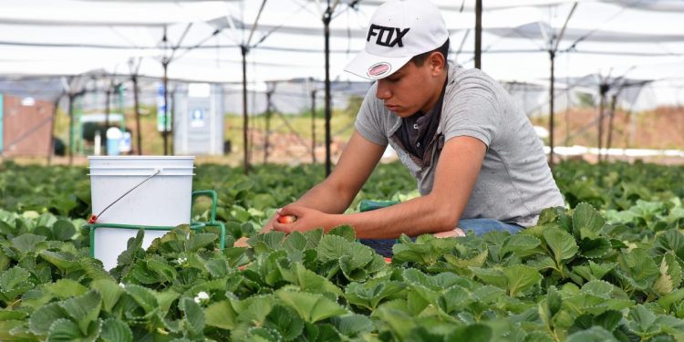 Estiman 470 mdp por remesas de trabajadores agrícolas temporales en primer semestre