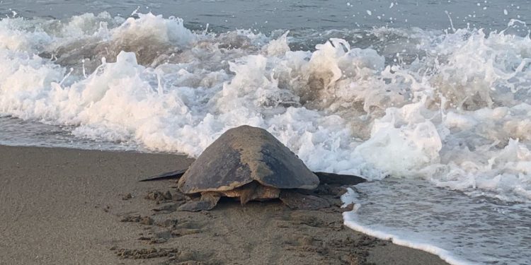 ¡Impresionante! Llegan a playas de Michoacán las primeras tortugas marinas de la temporada