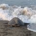 ¡Impresionante! Llegan a playas de Michoacán las primeras tortugas marinas de la temporada