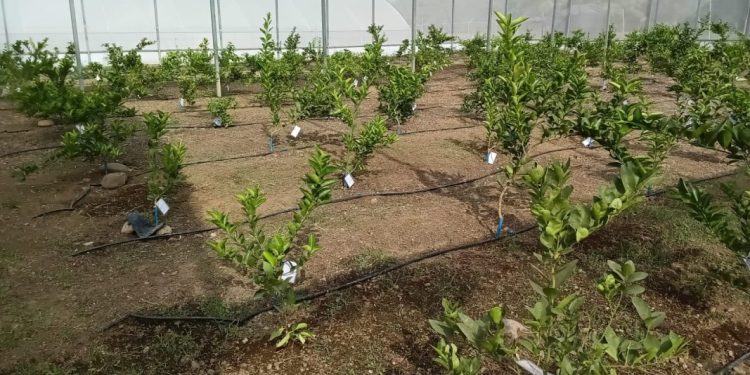 En Nuevo Urecho un vivero produce planta certificada de cítricos a bajo costo