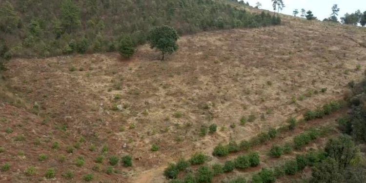 FGE asegura predio en el marco de la estrategia Guardián Forestal, en las inmediaciones del lago de Pátzcuaro.