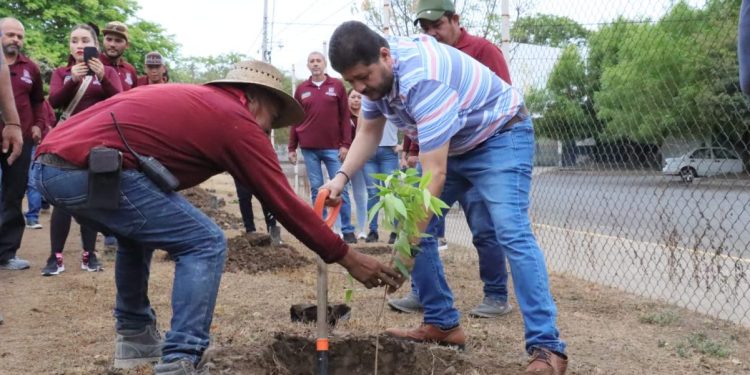 Plantan árboles en la Unidad Deportiva de Apatzingán.