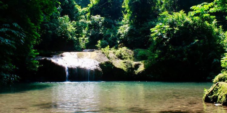 Michoacán protege más de 31 mil hectáreas de bosques tropicales secos