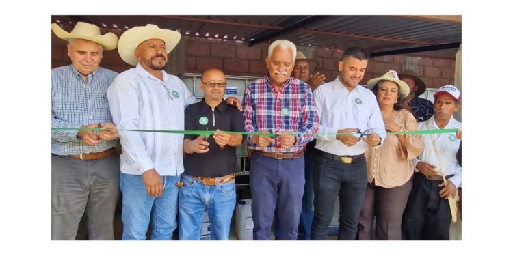 Con biofábrica, productores de Zacapu fortalecerán cultivo de maíz nativo