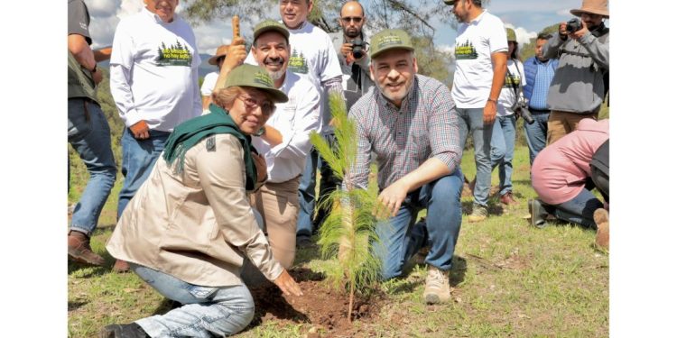 Arrancó reforestación simultánea en 12 municipios de Michoacán