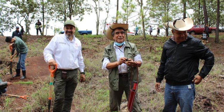 Plantarán 10 mil árboles en Área Natural Protegida Mesa de Tzitzio