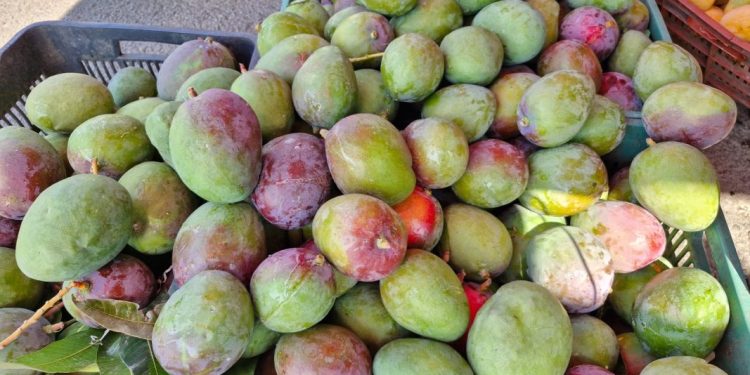 Michoacán ha exportado más de 70 mil toneladas de mango