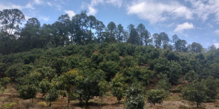 En el marco de la estrategia Guardián Forestal, FGE redobla esfuerzos contra el cambio ilegal de uso de suelo para cultivos de aguacate