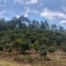 En el marco de la estrategia Guardián Forestal, FGE redobla esfuerzos contra el cambio ilegal de uso de suelo para cultivos de aguacate