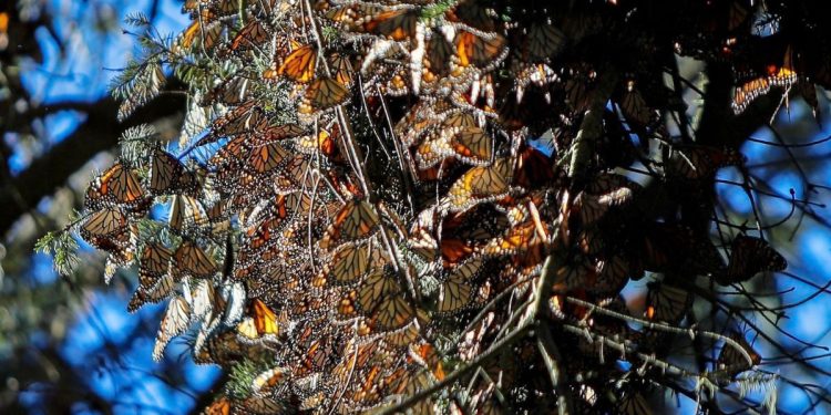 Cumple Biosfera de la Monarca 16 años como Patrimonio Mundial de la Humanidad