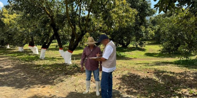 Sedeco multa a 2 empresas aguacateras