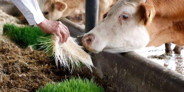 Sader, Gobierno de Tarímbaro y Veterinaria ponen en marcha módulo de forraje verde hidropónico