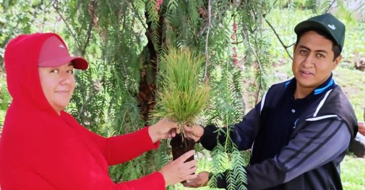 El Buen Gobierno de Tarímbaro plantó 200 pinos en el marco del Día del Árbol