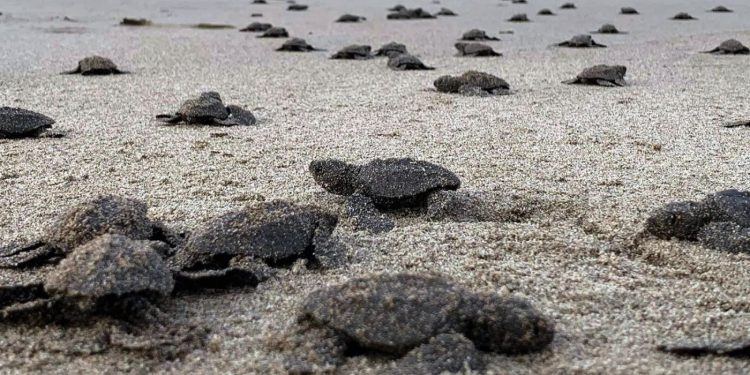 Nacen en playas michoacanas las primeras tortugas golfinas de la temporada