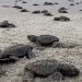 Nacen en playas michoacanas las primeras tortugas golfinas de la temporada